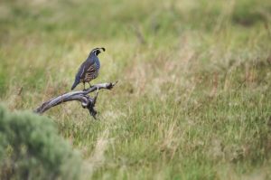 bird
