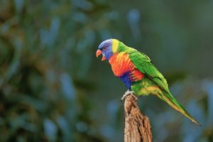 bird